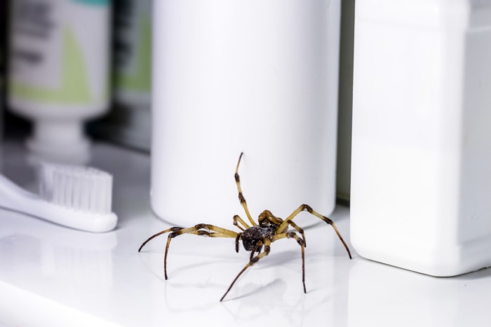 minuscules insectes noirs dans la salle de bain