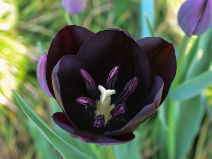 Les pétales ouverts, les étamines et le stigmate d'une tulipe noire en pleine floraison sont vus d'en haut.