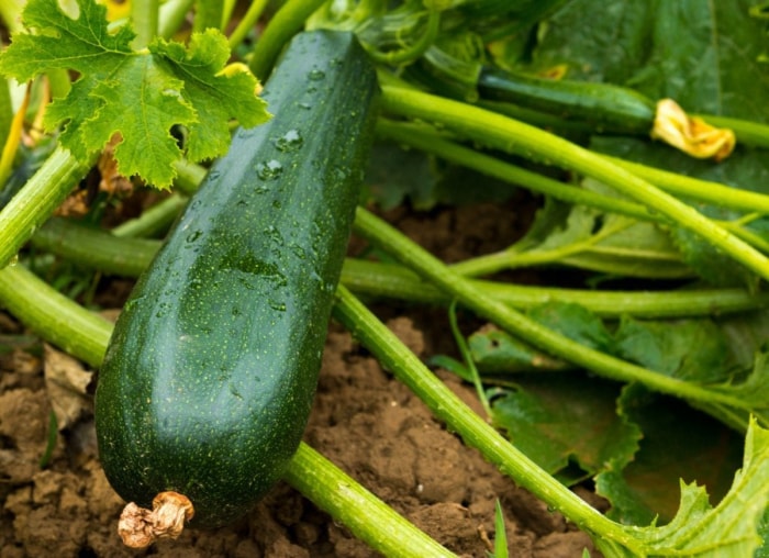 Les légumes, fruits et herbes à croissance rapide pour les jardiniers impatients