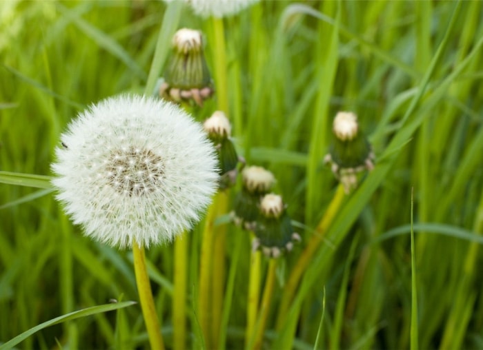 10 façons de rendre votre jardin plus propice aux abeilles