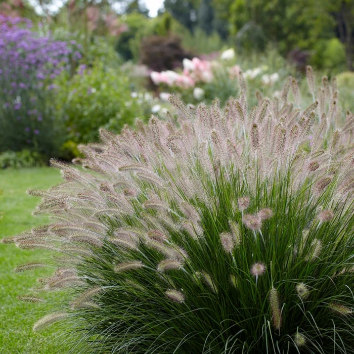 Grande herbe aux fontaines avec des épis en forme de blé pâle.