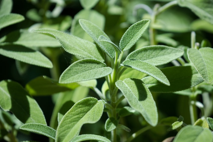 comment cultiver la salvia salvia plant close up in garden