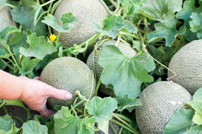 Personne examinant une parcelle de melons cantaloups.