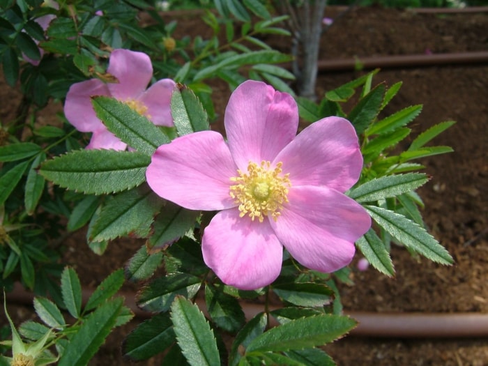 Une Rosa nitida rose plantée dans un paysage domestique.