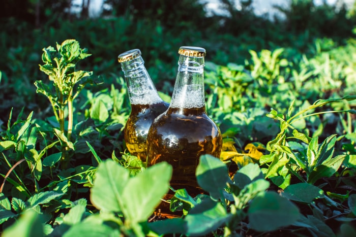 deux bouteilles de bière posées dans l'herbe au soleil