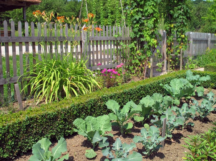 Fleurs et légumes poussant à l'intérieur d'un jardin clôturé.