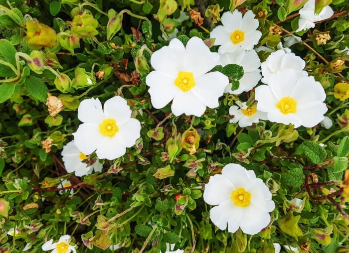 Gros plan d'un arbuste de Ciste à fleurs blanches.