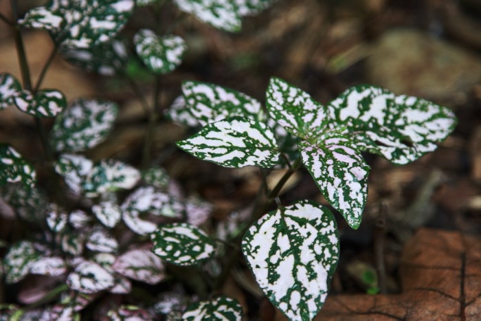 Entretien des plantes à pois