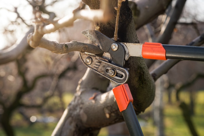 iStock-1087308034 erreurs de taille Taille des arbres fruitiers au sécateur