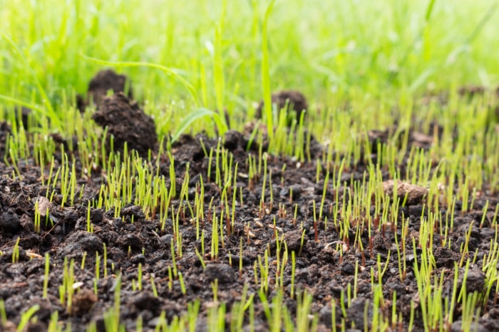 Jeune herbe poussant sur terre