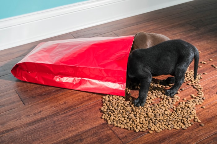 Deux chiots dans un sac de nourriture pour chiens