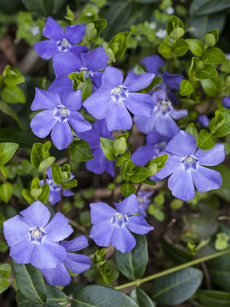 25 plantes faciles à utiliser pour un aménagement paysager à toute épreuve