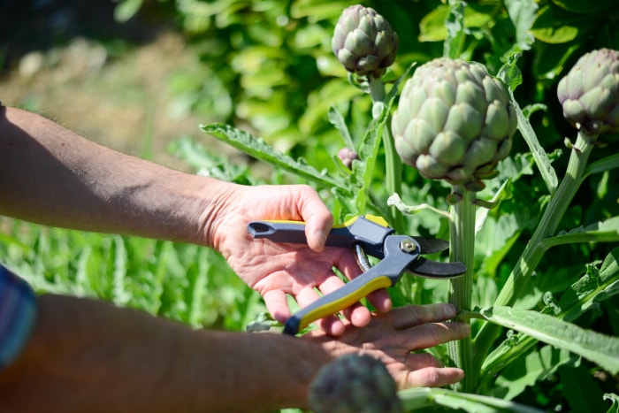 Coupe manuelle d'un artichaut de la plante avec un sécateur.