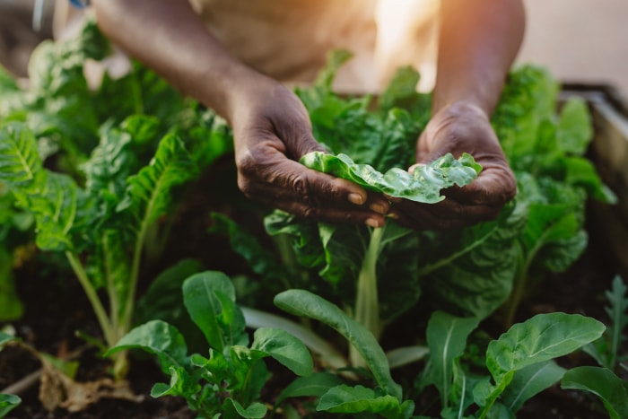 mains d'une femme examinant des feuilles d'épinards dans un parterre de jardin