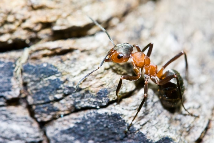 Termites et fourmis