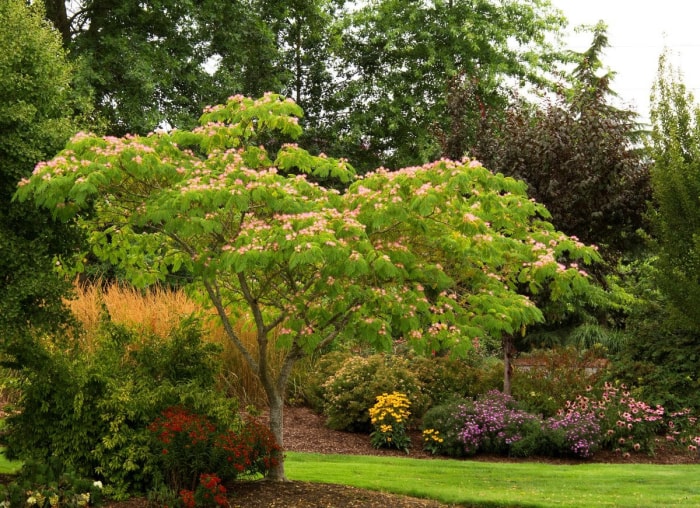 10 arbres qui causent des problèmes dans votre jardin