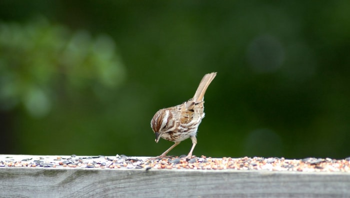 Un moineau se tient sur une mangeoire.