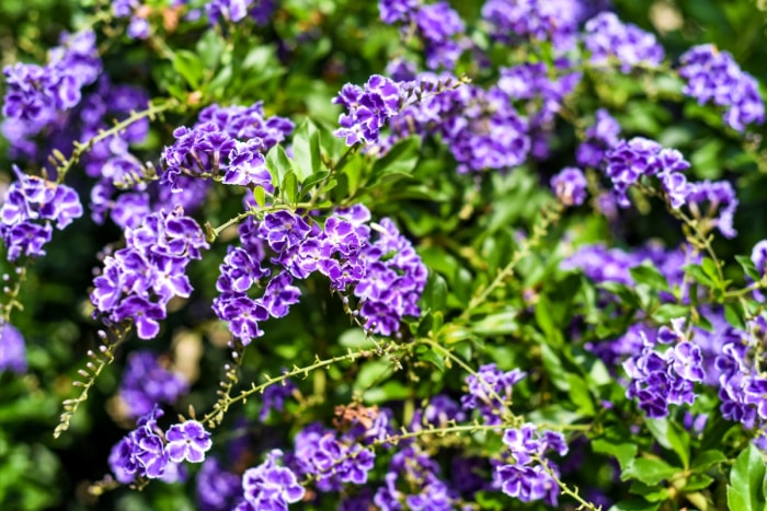 Goutte de rosée dorée fleurs violettes