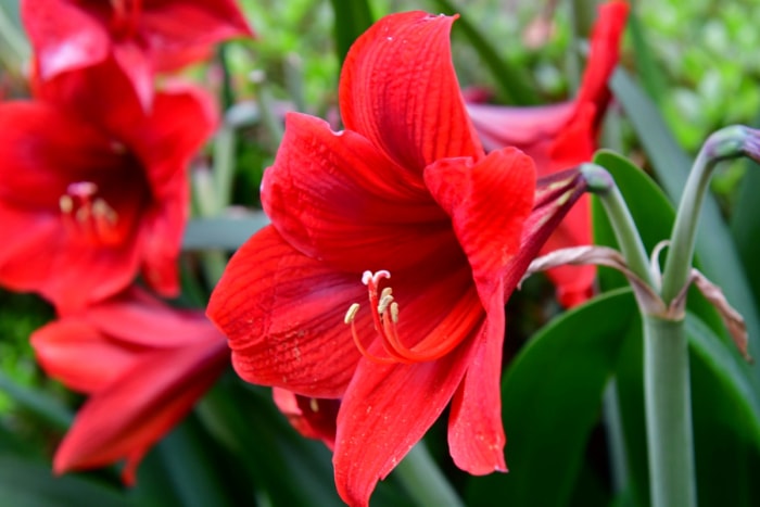 Fleur d'amaryllis rouge