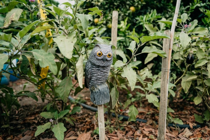 Un pigeon est placé sur un poteau en bois pour protéger les produits du jardin.