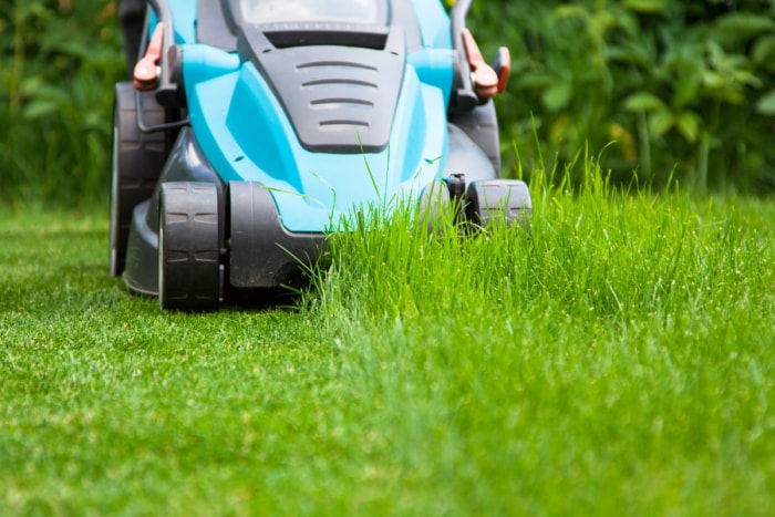 Une tondeuse bleue est utilisée pour couper l'herbe haute.