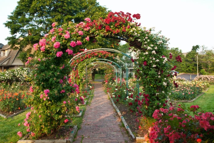 Un chemin de pierre recouvert de treillis enveloppés de rosiers.