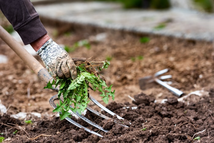 jardinier ganté utilisant une fourche pour arracher les mauvaises herbes dans le jardin