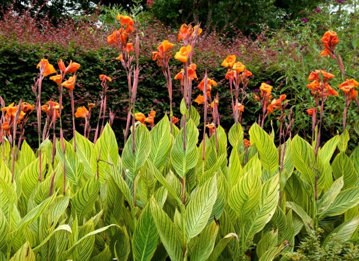 10 plantes hautes pour un paysage intéressant