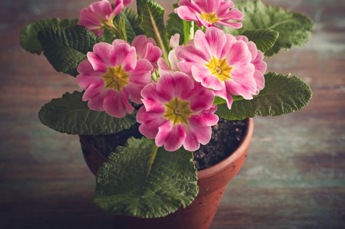 iStock-519310494 plante d'intérieur primula en pot