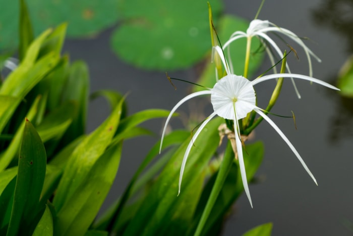 plantes qui poussent dans l'eau - lys araignée