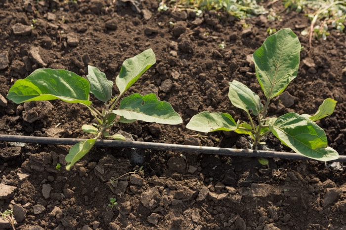 Deux plants de poivrons arrosés à l'aide d'un tuyau d'arrosage noir.