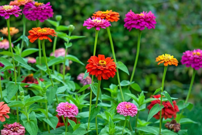 Fleurs de zinnia poussant dans un jardin familial en juin.