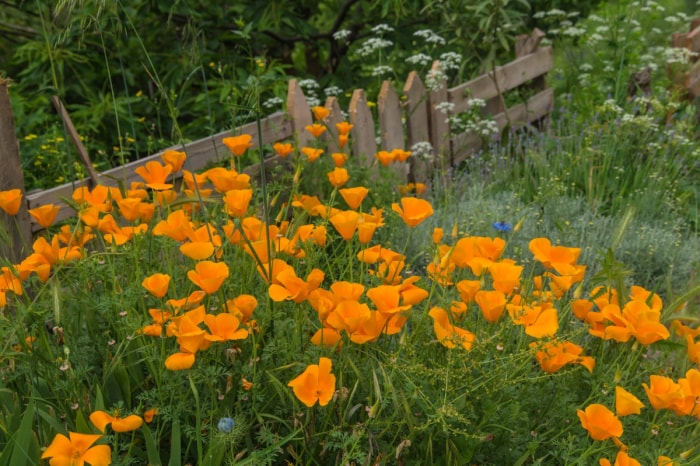 Fleurs d'oranger dans la cour