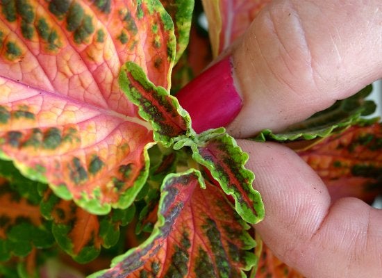 Comment aider vos plantes d'intérieur à survivre à l'hiver