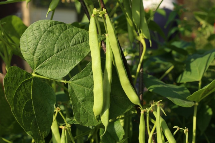 Haricots verts poussant dans le jardin.