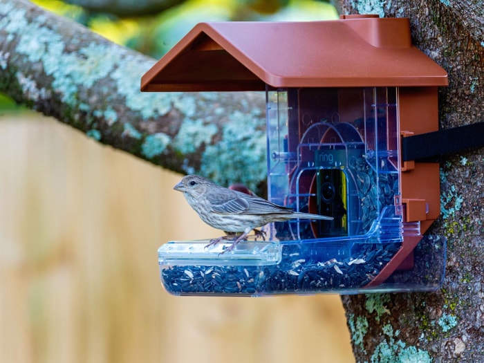 Un oiseau perché sur le boîtier de la mangeoire à oiseaux Wasserstein qui est monté sur un arbre