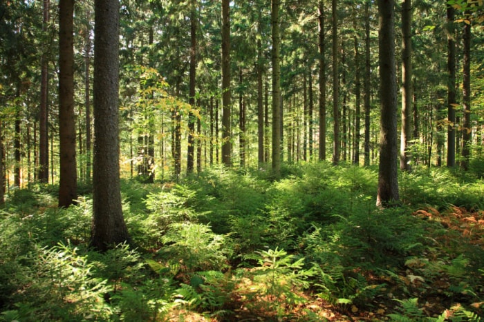 Canopée de pins hauts, droits et en pleine maturité au-dessus de jeunes plants courts sur le sol d'une forêt domaniale aménagée sous le soleil de fin d'après-midi.