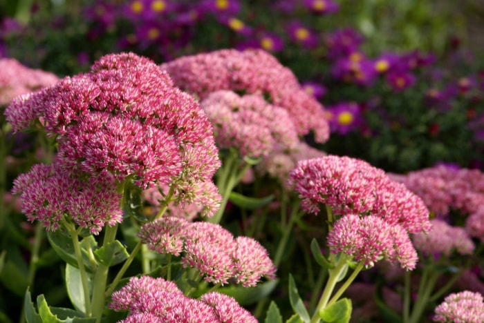 Grande fleur rose de sedum avec de petits pétales duveteux.