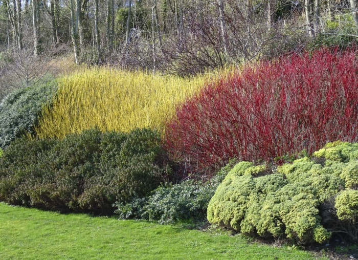 10 plantes à croissance rapide pour un attrait extérieur (presque) instantané