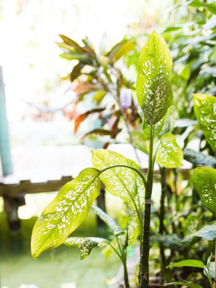 Ces 11 plantes peuvent vous aider à garder votre maison au frais