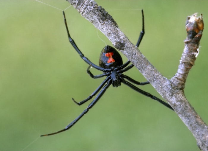 Les 10 insectes les plus dangereux à surveiller cet été