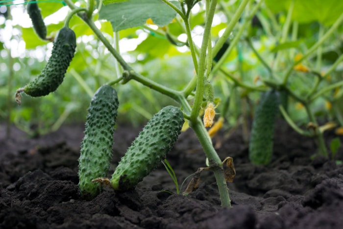 10 plantes qui poussent mieux avec des compagnons