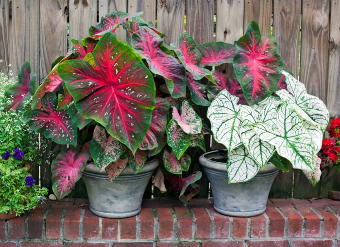 Plantes en pot à grandes feuilles roses et vertes