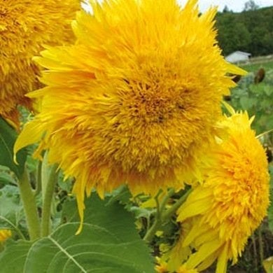 10 fleurs de tournesol à ne pas manquer