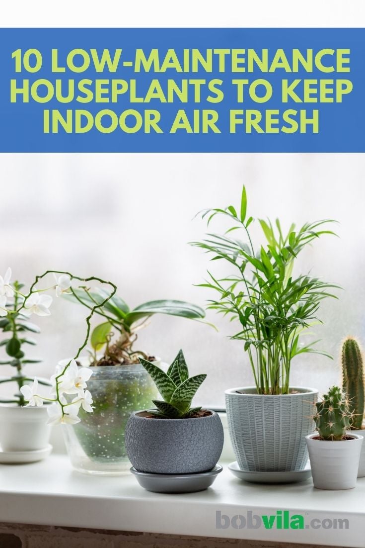 10 plantes d'intérieur nécessitant peu d'entretien pour garder l'air intérieur frais