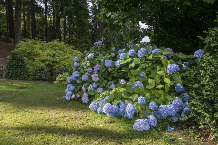 Jardin sous bois