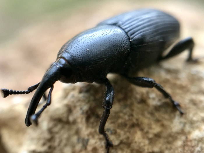 insecte noir long et maigre dans la maison