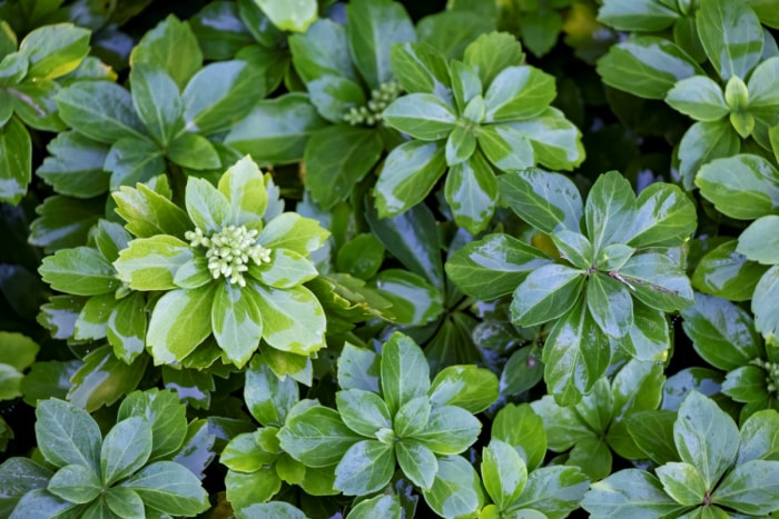 Gros plan sur une plante de pachysandra aux feuilles vertes et résistantes.