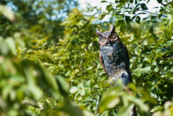 Un appelant hibou monté sur un arbre dans un paysage domestique.