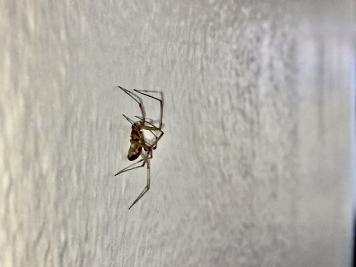 Vue rapprochée d'une araignée sur un mur blanc texturé.